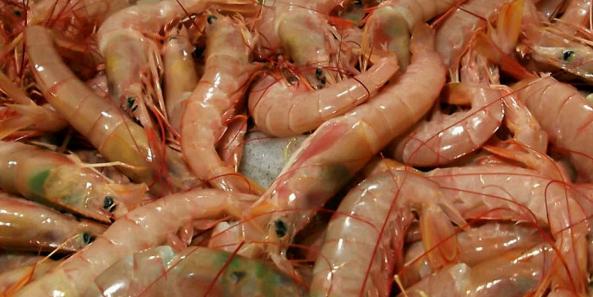 Shrimps wholesale supplier in 2020