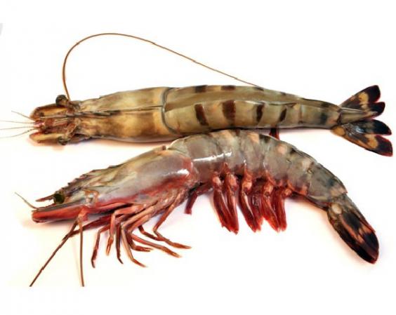 Vannamei shrimp Wholesalers in 2020