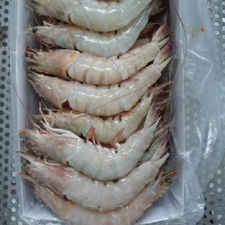 Notable cases about vannamei shrimp