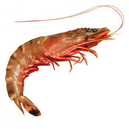 Vannamei shrimp Domestic production