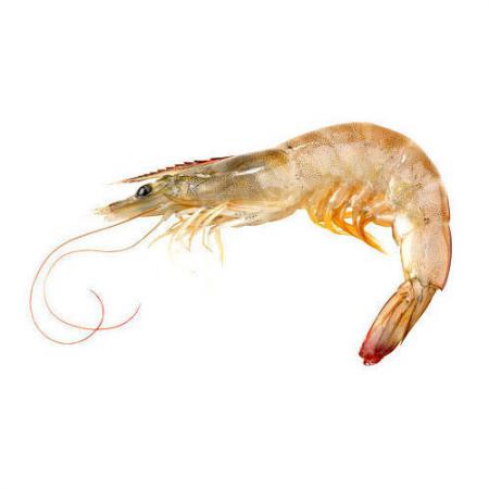 Superior Vannamei Shrimp Wholesale production