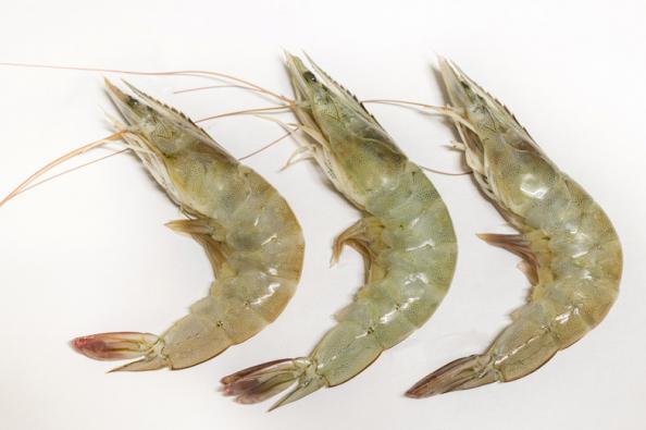 Vannamei shrimp Local Suppliers in 2020