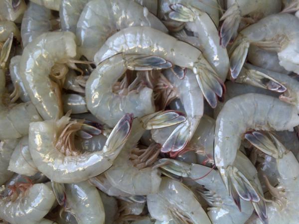 Vannamei shrimp price changes in 2020