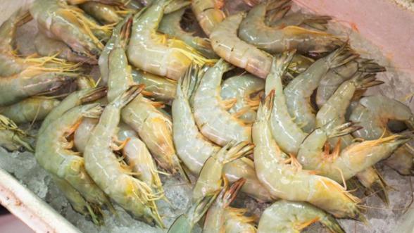 Shrimps wholesale supply in 2020