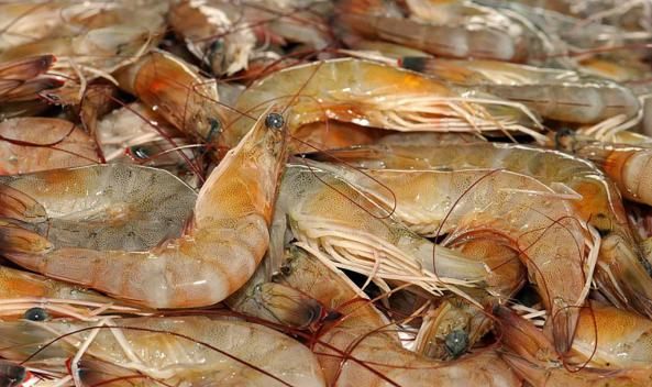 Positive features of vannamei shrimp