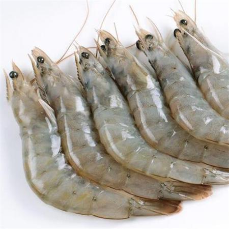 vannamei shrimp bulk suppliers in Asia