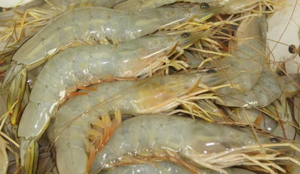 Tips for Purchasing shrimps