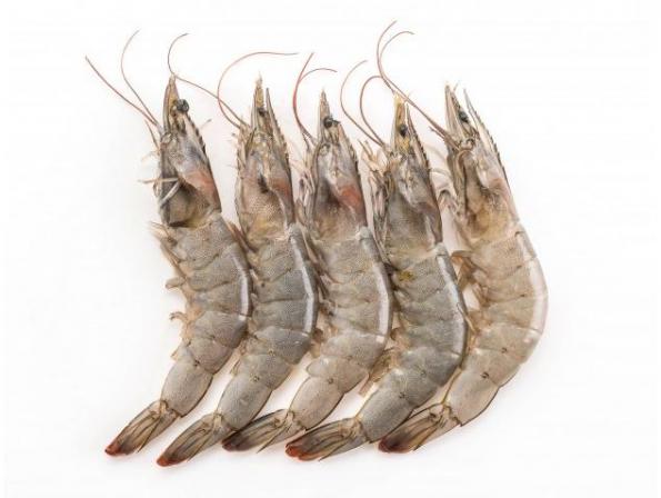 Vannamei shrimp to export
