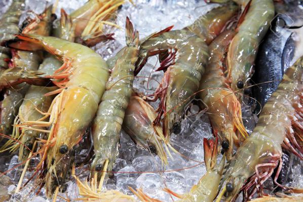 Positive features of vannamei shrimp