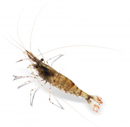 Wholesale Supplier of The best prawns