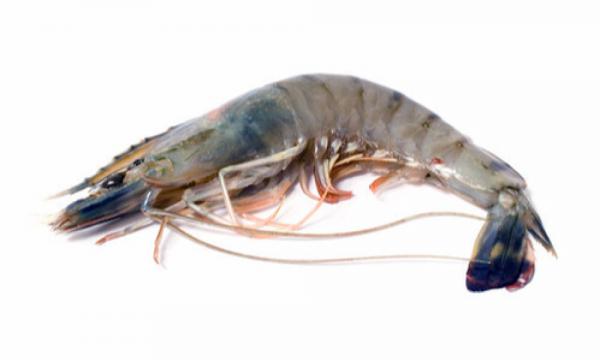 The Specifications of vannamei shrimp