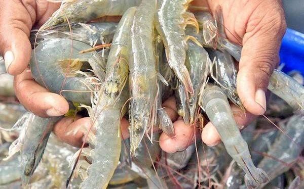 Price changes of vannamei shrimp