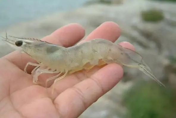 Bulk price of vannamei shrimp