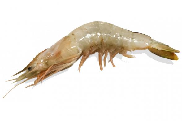 Price changes of vannamei shrimp