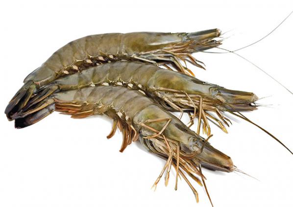 Vannamei shrimp to export in 2020