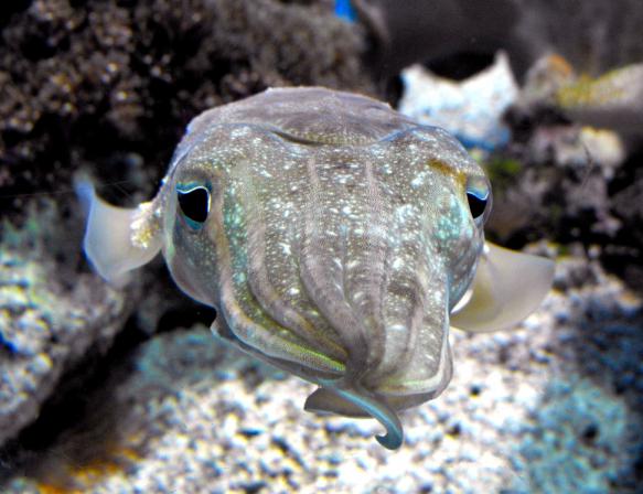 first rate cuttlefish for sale