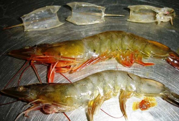 Notable cases about vannamei shrimp