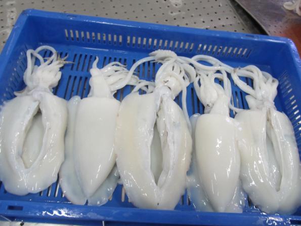 Supplying Cuttlefish in bulk