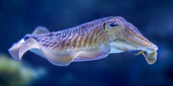 How do cuttlefish protect themselves