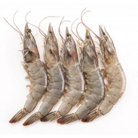 Farming shrimp wholesale supplier in 2020