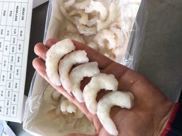 Bulk supply of vannamei shrimp