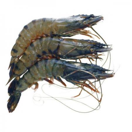 Farming shrimp wholesale supply in 2020