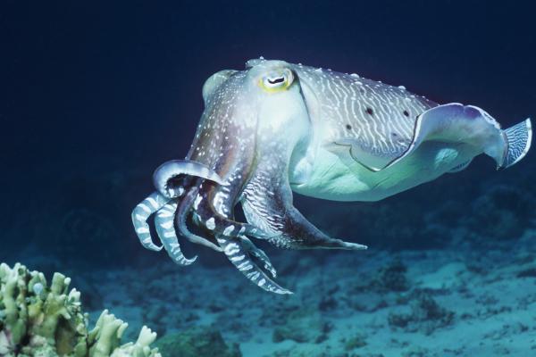 What are the different types of cuttlefish?