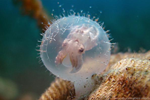 Cuttlefish wholesalers on the market