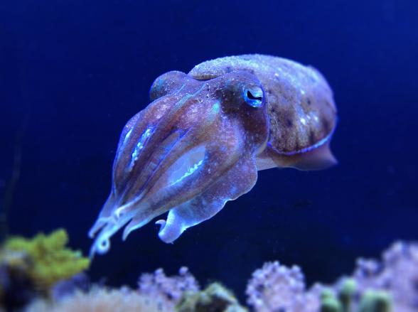 Bulk selling of Cuttlefish in 2020