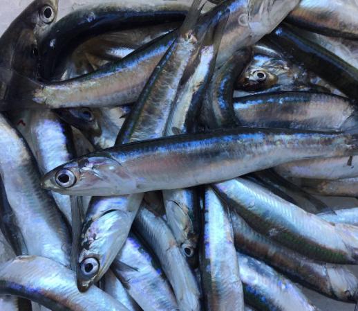 Supplying Superior dried anchovy in bulk