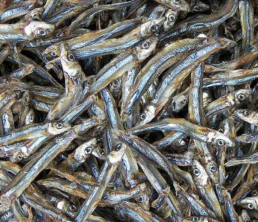 Are anchovies good for weight loss?
