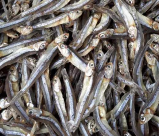 Superior dried anchovy Distribution centers
