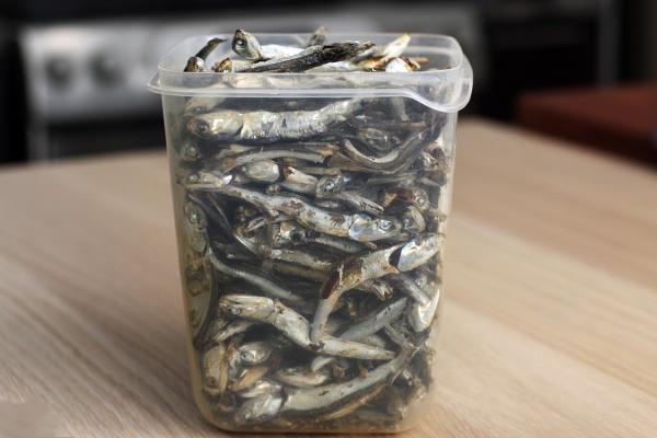 How long do anchovies live for?
