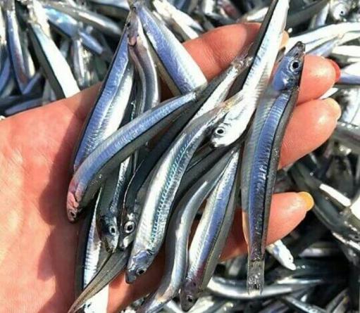 Superior dried anchovy Suppliers on the market