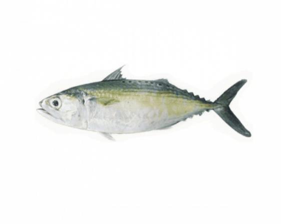 Indian mackerel fish Exporting Countries