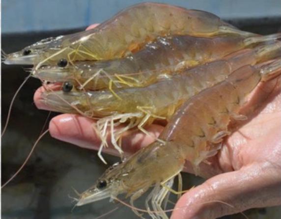 Exporting  Vannamei Shrimp in bulk