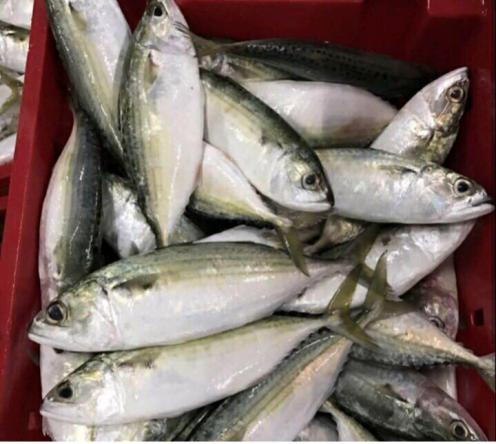 The benefits of eating indian mackerel fish