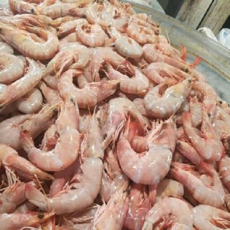 Main Exporting Countries for Superior Vannamei Shrimp