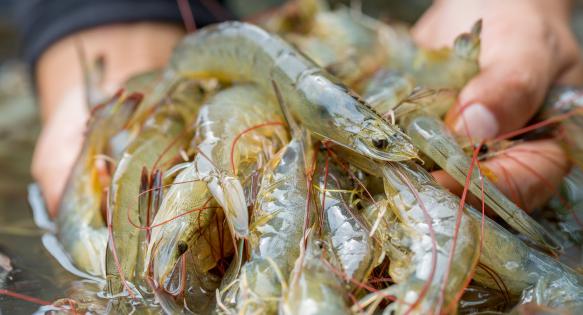 Focal supplying High grade Vannamei Shrimp