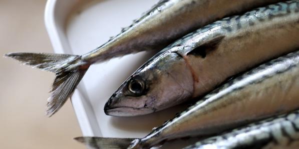 Positive features of indian mackerel fish