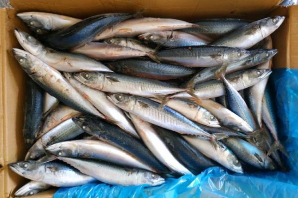 Indian mackerel fish Wholesale production