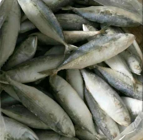 Indian mackerel fish Wholesale Market