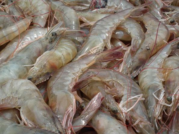 Bulk price First rate Vannamei Shrimp