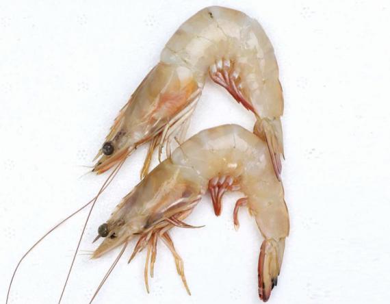 Superb Vannamei Shrimp Wholesalers