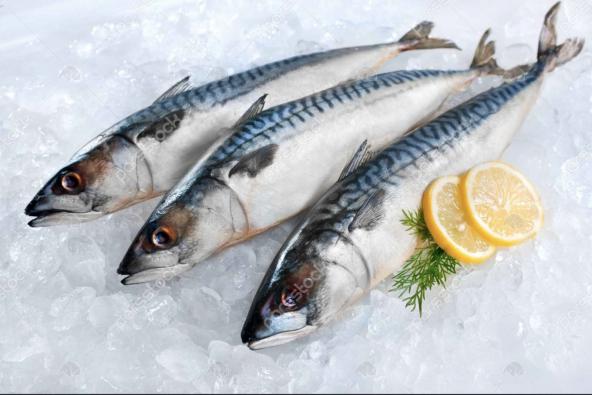 The brief introduction to indian mackerel fish