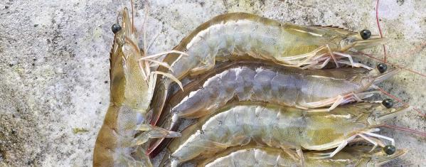 The benefits of eating Superior Vannamei Shrimp
