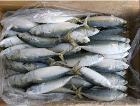 Indian mackerel fish supply in bulk