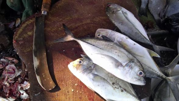 Exporting indian mackerel fish in 2020