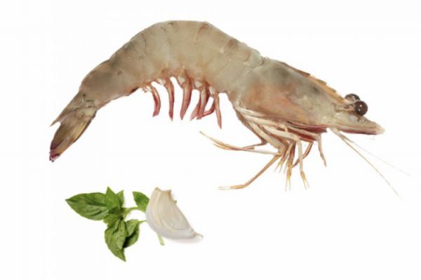 Bulk price of Top notch Vannamei Shrimp