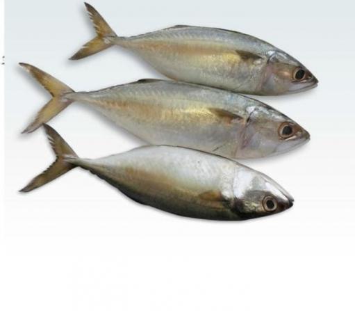 Latest price of indian mackerel fish